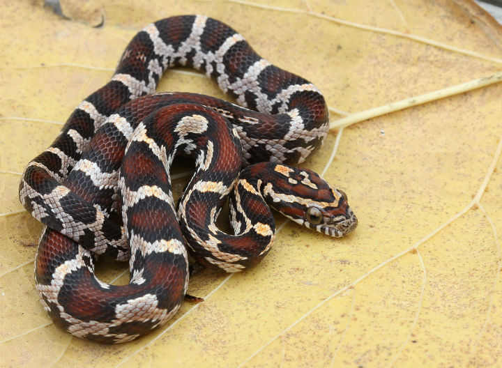 Okeetee Corn Snake